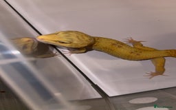 Leopard Gecko reptiles for sale: TANGERINE RAINWATER LEOPARD GECKO  - Image 2