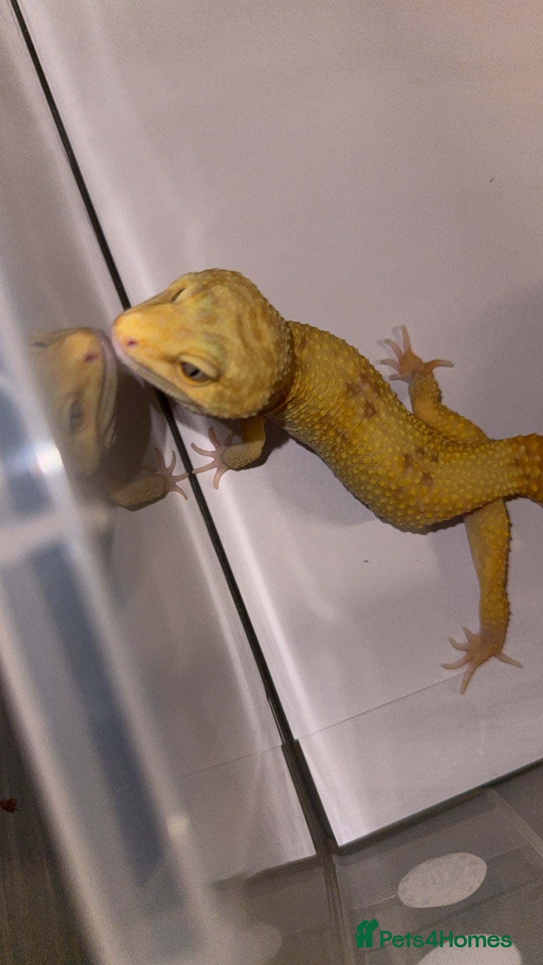 Leopard Gecko reptiles for sale: TANGERINE RAINWATER LEOPARD GECKO  - Image 2