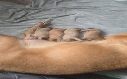 Dogue De Bordeaux dogs for sale: Dogue de bordeaux - Advert 4