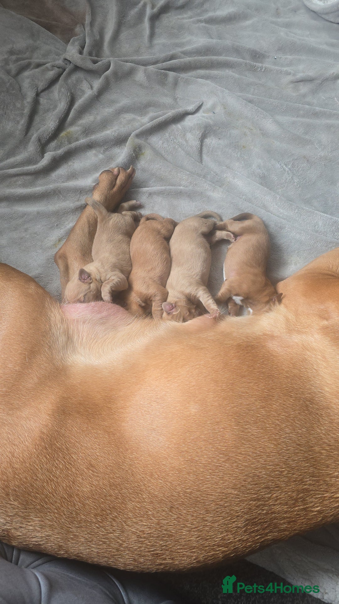 Dogue De Bordeaux dogs for sale: Dogue de bordeaux - Advert 4