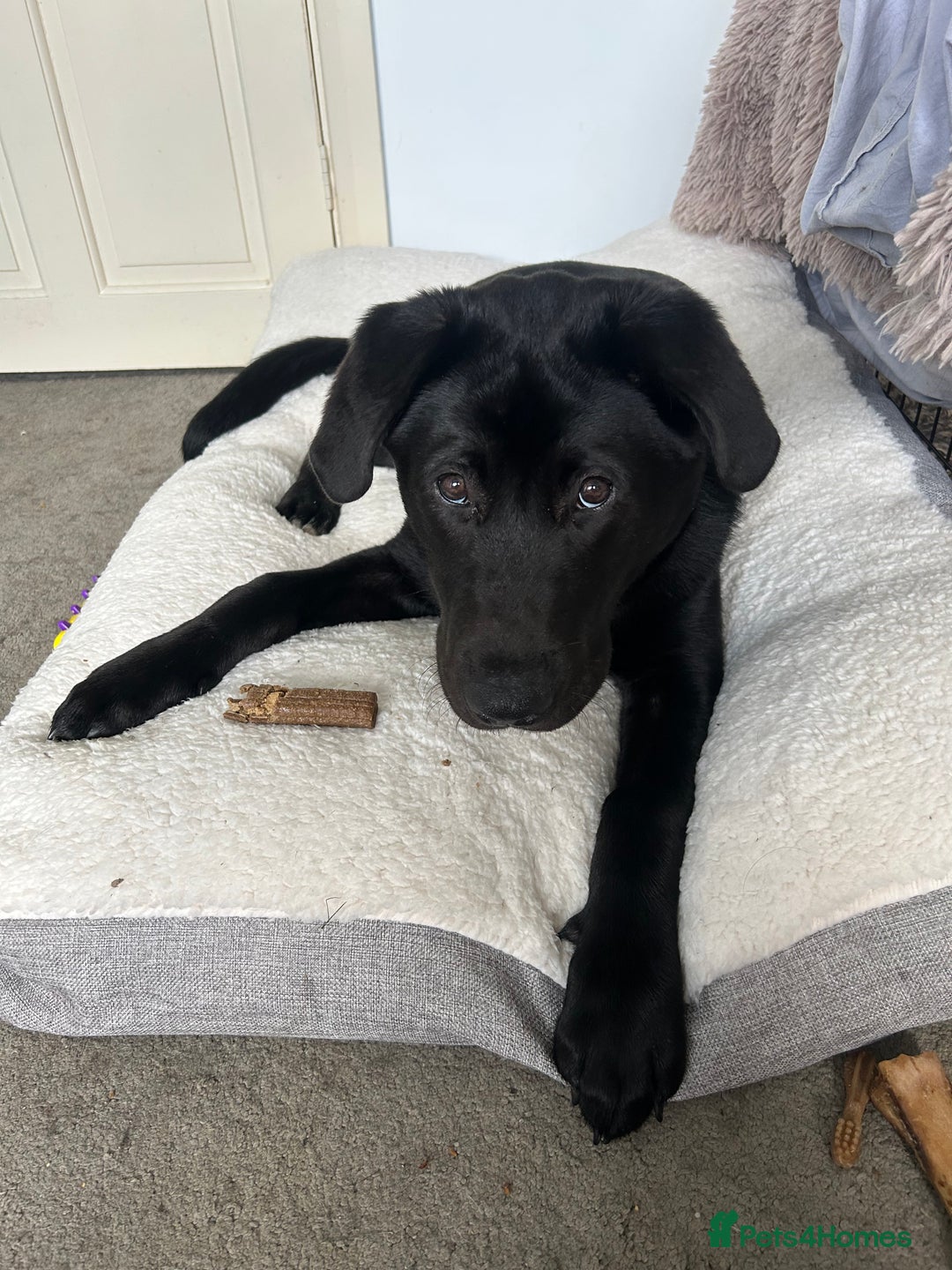 Mixed Breed dogs for sale: Bear, 7 Month old Lab/Akita - £500 - Image 3