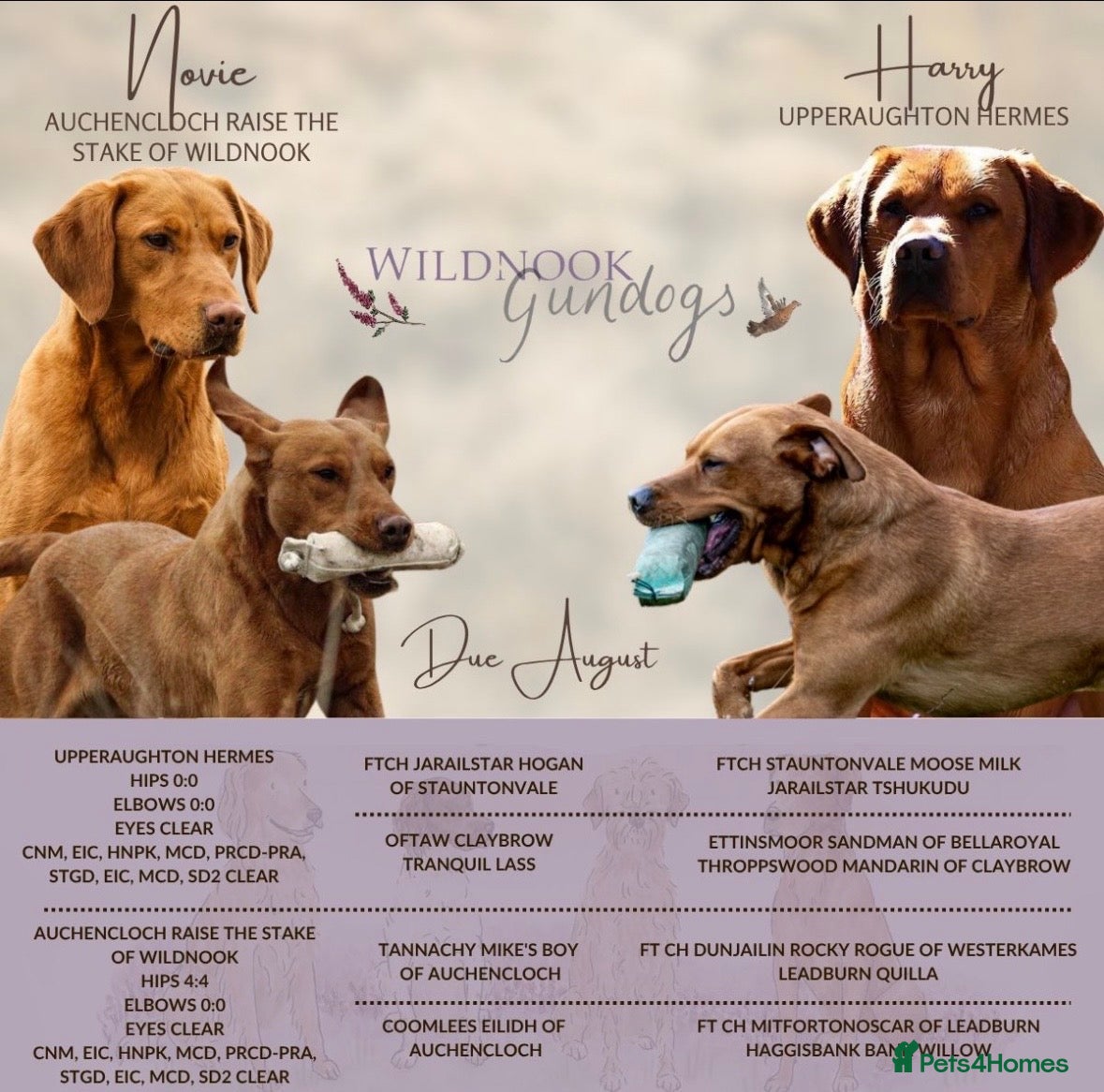 Labrador Retriever dogs EXPECTED LITTER OF WILDNOOK FOX RED LABRADORS  - Advert 6