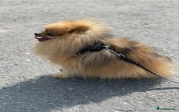 Pomeranian dogs for stud: Rio the adorable  Teddy Bear  .Ready to impress!! in Oldham - Image 11