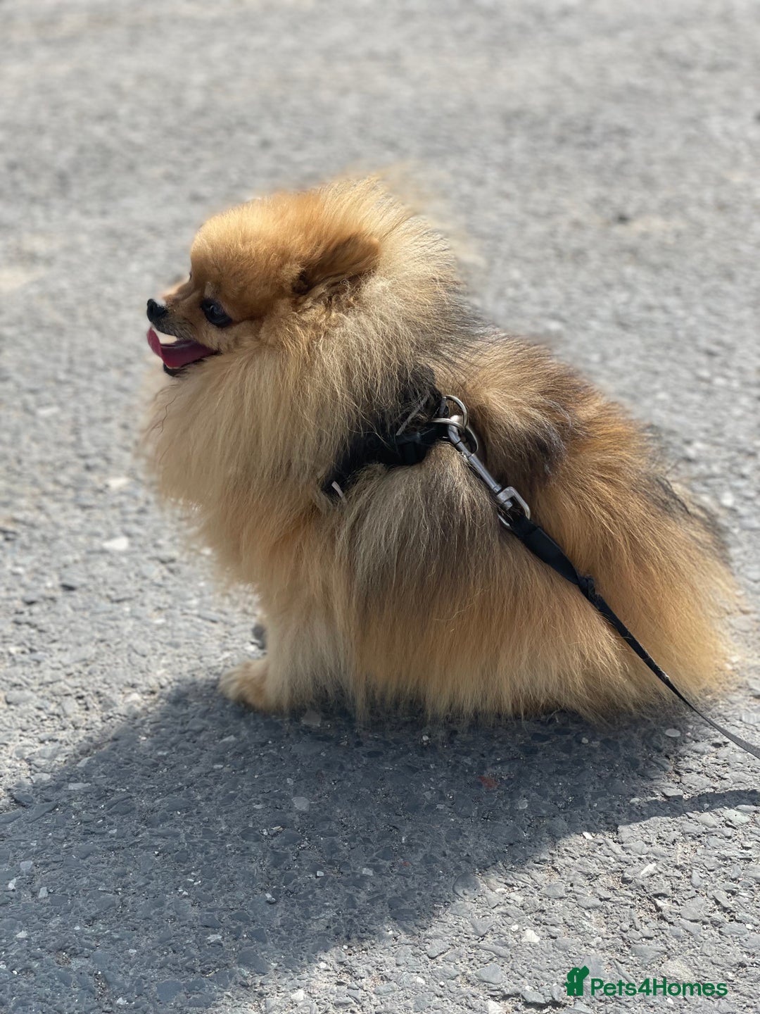 Pomeranian dogs for stud: Rio the adorable  Teddy Bear  .Ready to impress!! in Oldham - Image 11