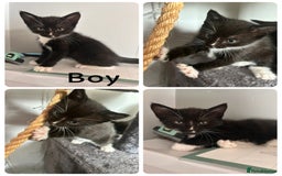 Domestic Shorthair cats for sale: Kittens for sale 3 x girls 1 x boy - Image 5