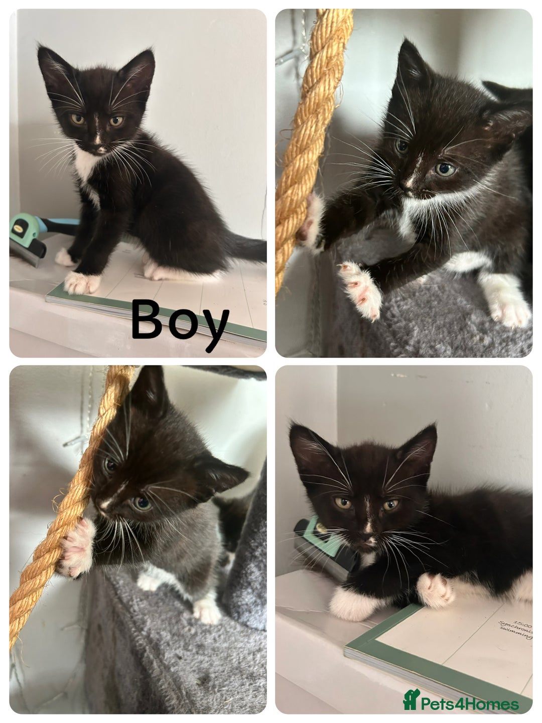Domestic Shorthair cats for sale: Kittens for sale 3 x girls 1 x boy - Image 5