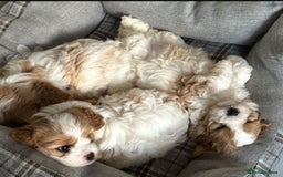 Cavachon dogs for sale: Toy Cavachon male puppies 🩵💙DNA tested 🩵💙 - Image 4