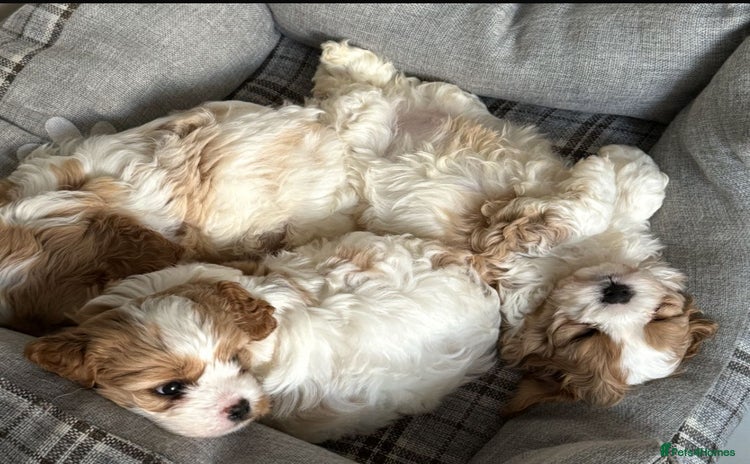 Cavachon dogs - Advert 1