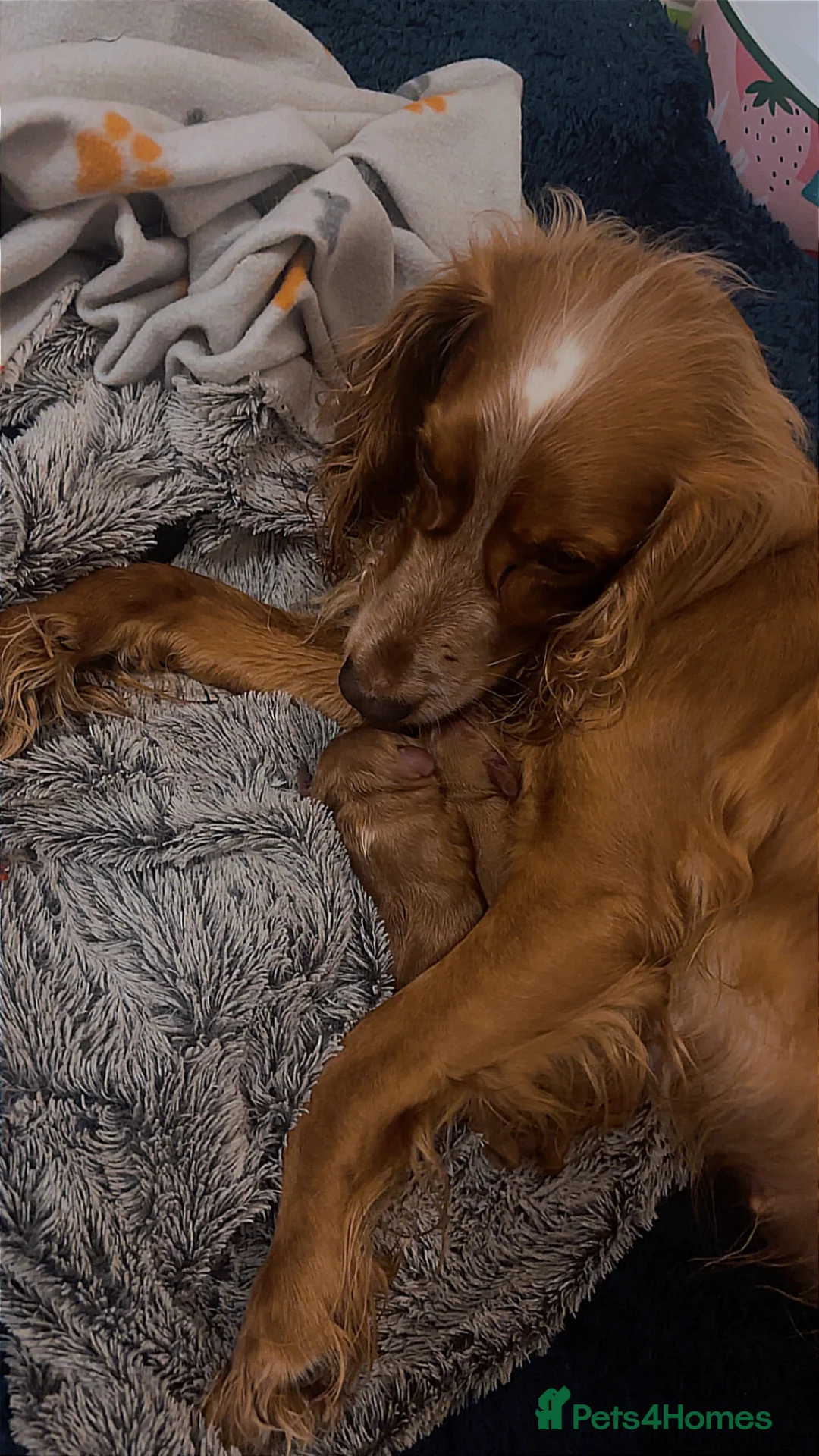 Cocker Spaniel dogs for sale: 6x Cocker Spaniel Puppies - Advert 1