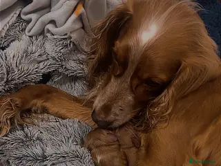 Cocker Spaniel dogs 6x Cocker Spaniel Puppies - Advert 1