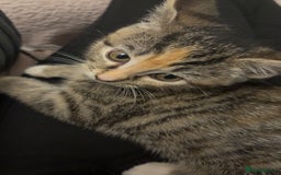 Domestic Shorthair cats for sale: 🐾 Adorable Kitten Looking for a Loving Home 🐾 - Image 5