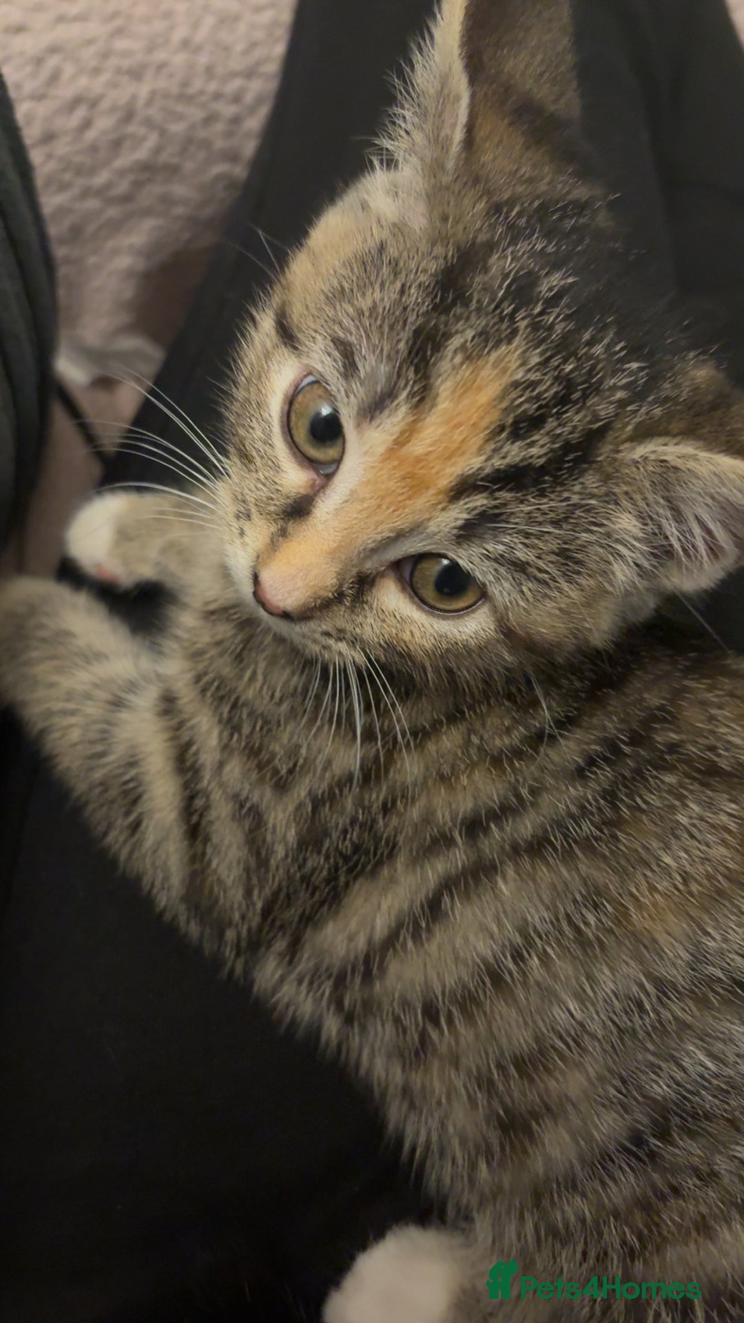 Domestic Shorthair cats for sale: 🐾 Adorable Kitten Looking for a Loving Home 🐾 - Image 5
