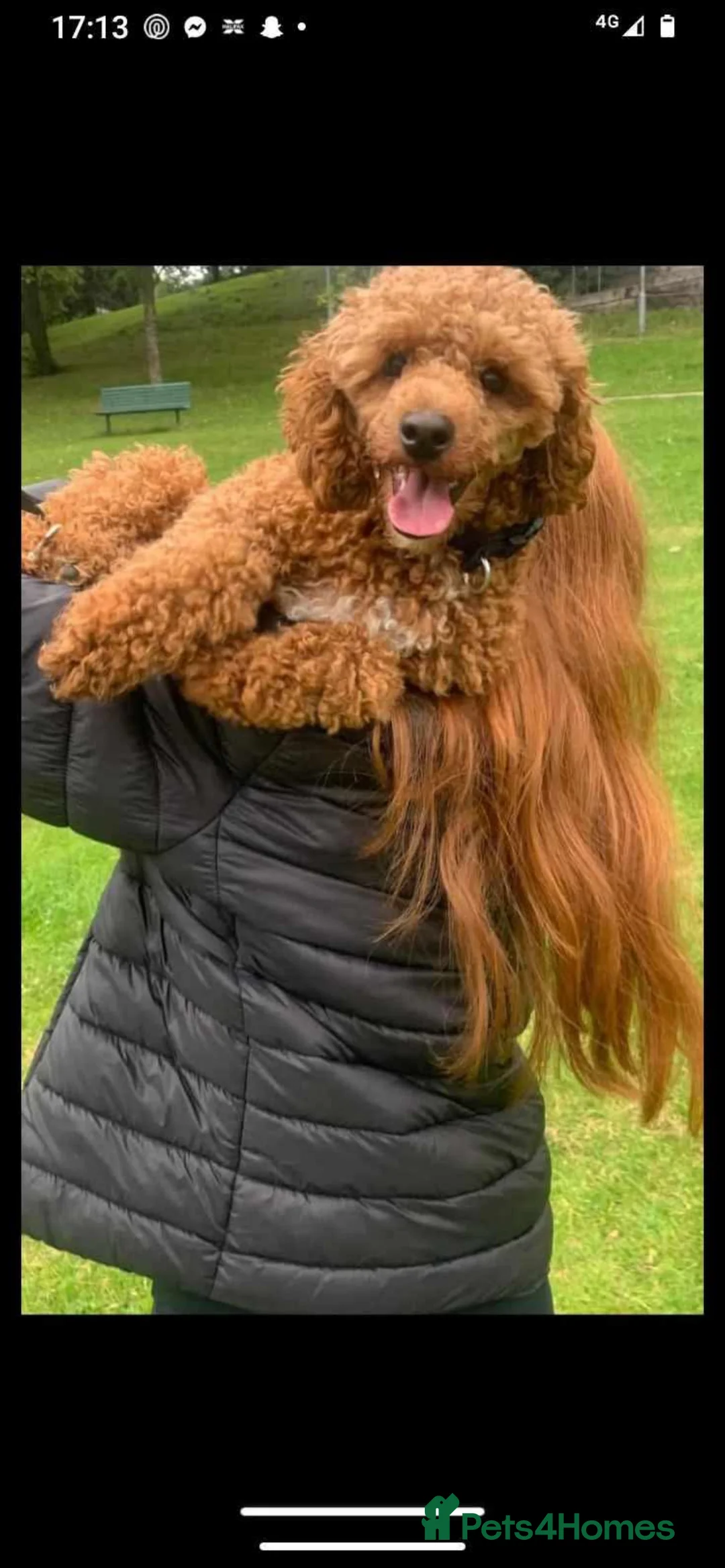 Cockapoo dogs for sale: F1b toy cockapoos - Advert 5