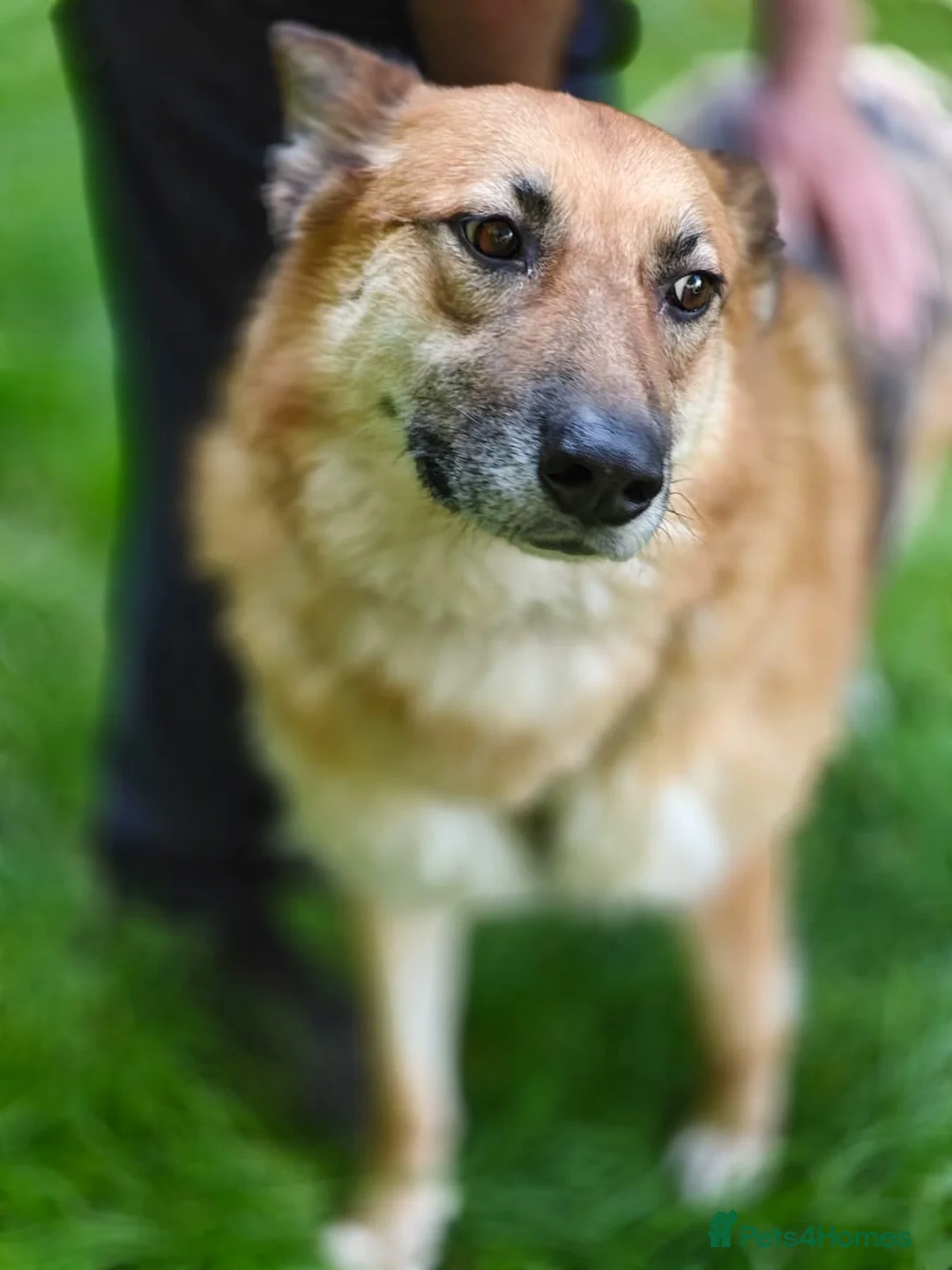 Mixed Breed dogs for adoption: ❤️LEIA❤️-loyal 5 yo GSD ready for true home - Advert 6