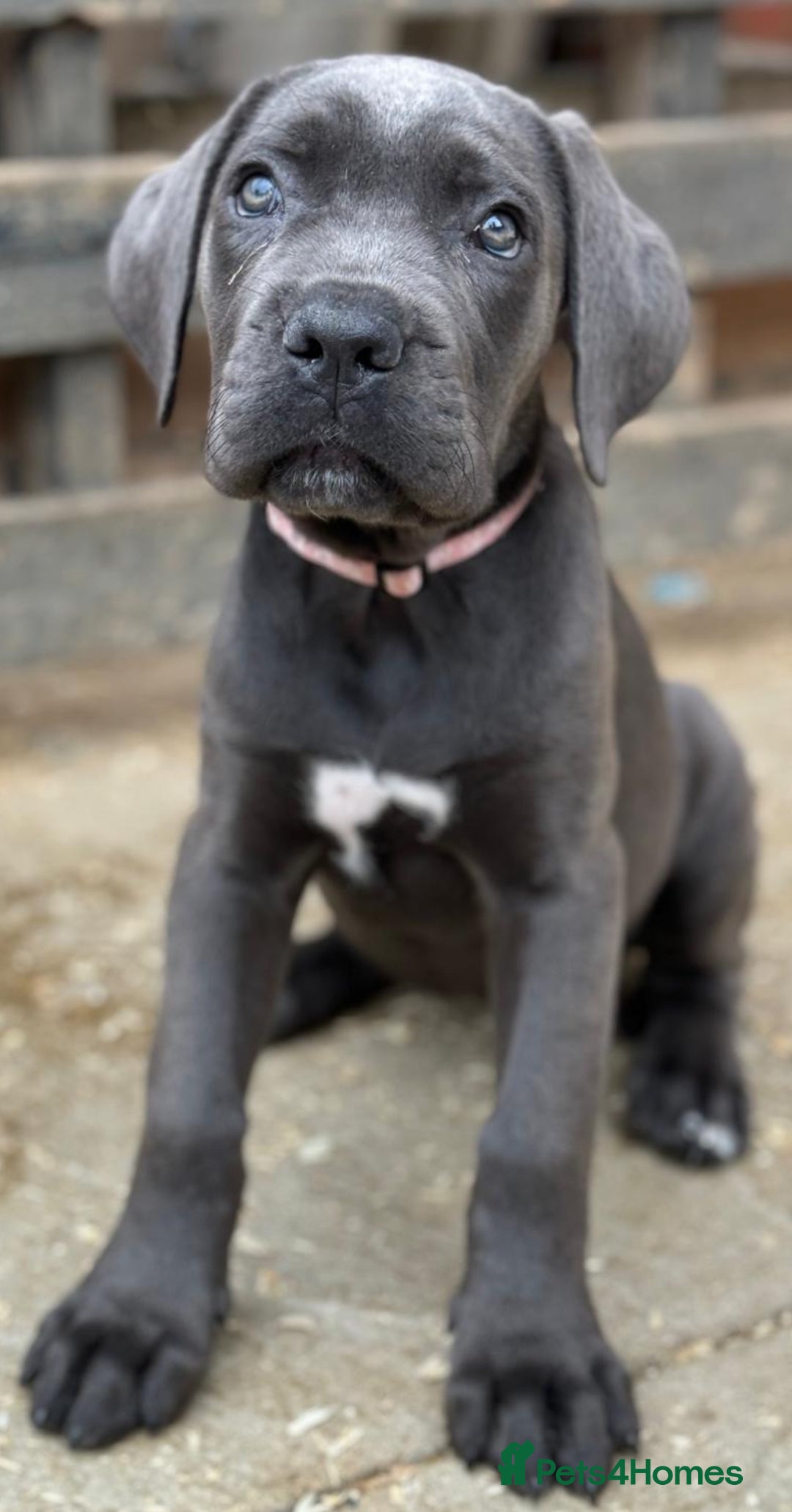 Cane Corso dogs for sale: READY NOW: QUALITY PEDIGREE CANE CORSO PUPPIES - Image 6