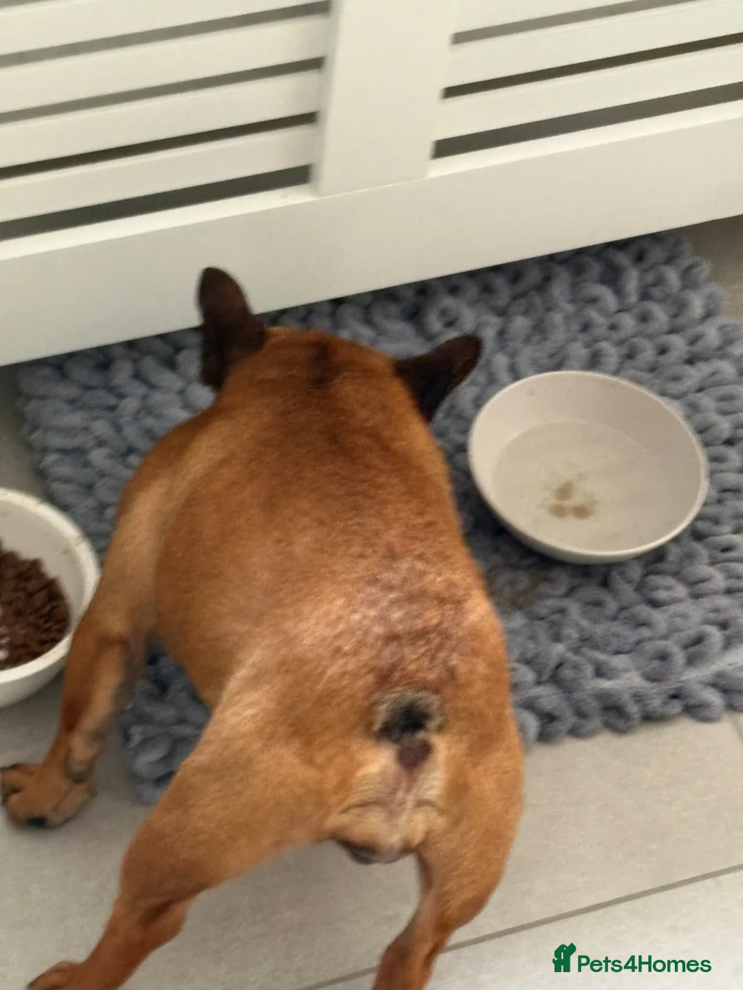 French Bulldog dogs for sale: French bulldog - Advert 7
