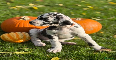 Great Dane dogs - Advert 9