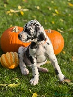 Great Dane dogs - Advert 4