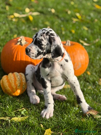 Great Dane dogs - Advert 2