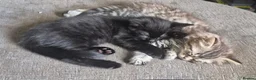 Mixed Breed cats for sale: 1 Black kitten left Girl - Advert 13