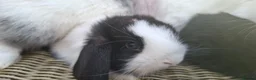 Mini Lop rabbits for sale: Bundles of fluff ready to be reserved  - Advert 14