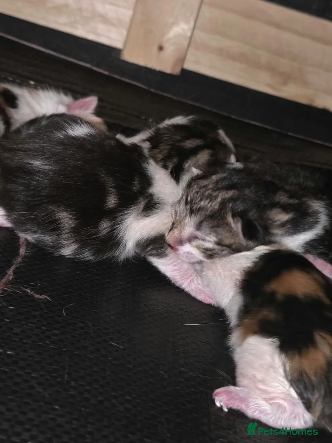 Mixed Breed cats for sale: Calico/tortoiseshell Kittens mixed litter - Advert 6