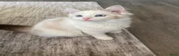 Ragdoll cats for sale: 1 Girl Left!!TICA Registered Ragdolls available - Advert 5
