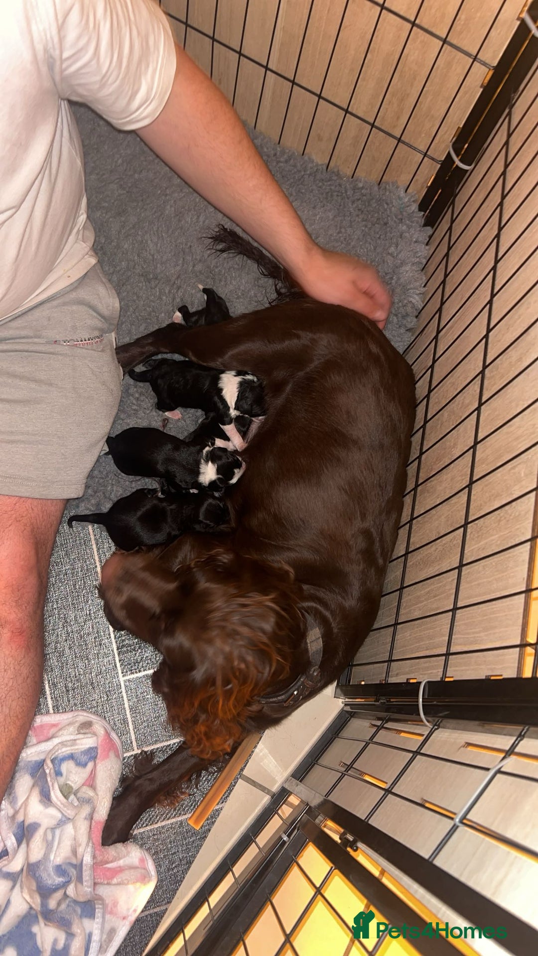 Mixed Breed dogs for sale: 5 beautiful mixed puppies  - Image 10