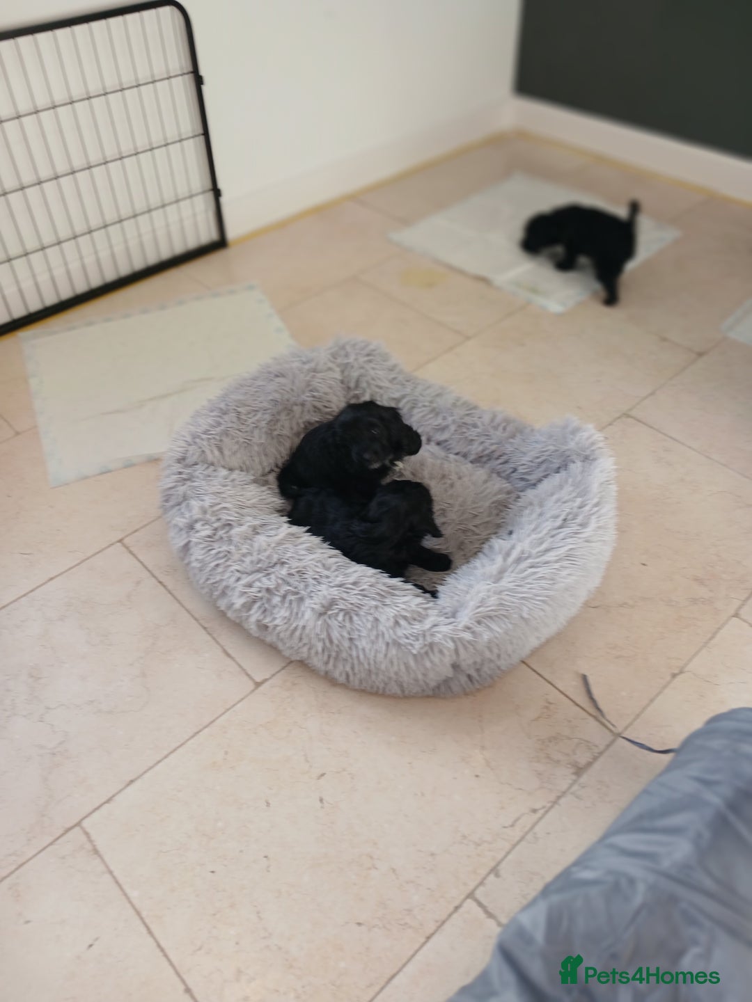 Cockapoo dogs for sale: Toy Cockapoo Puppies Looking for Loving Homes - Advert 7