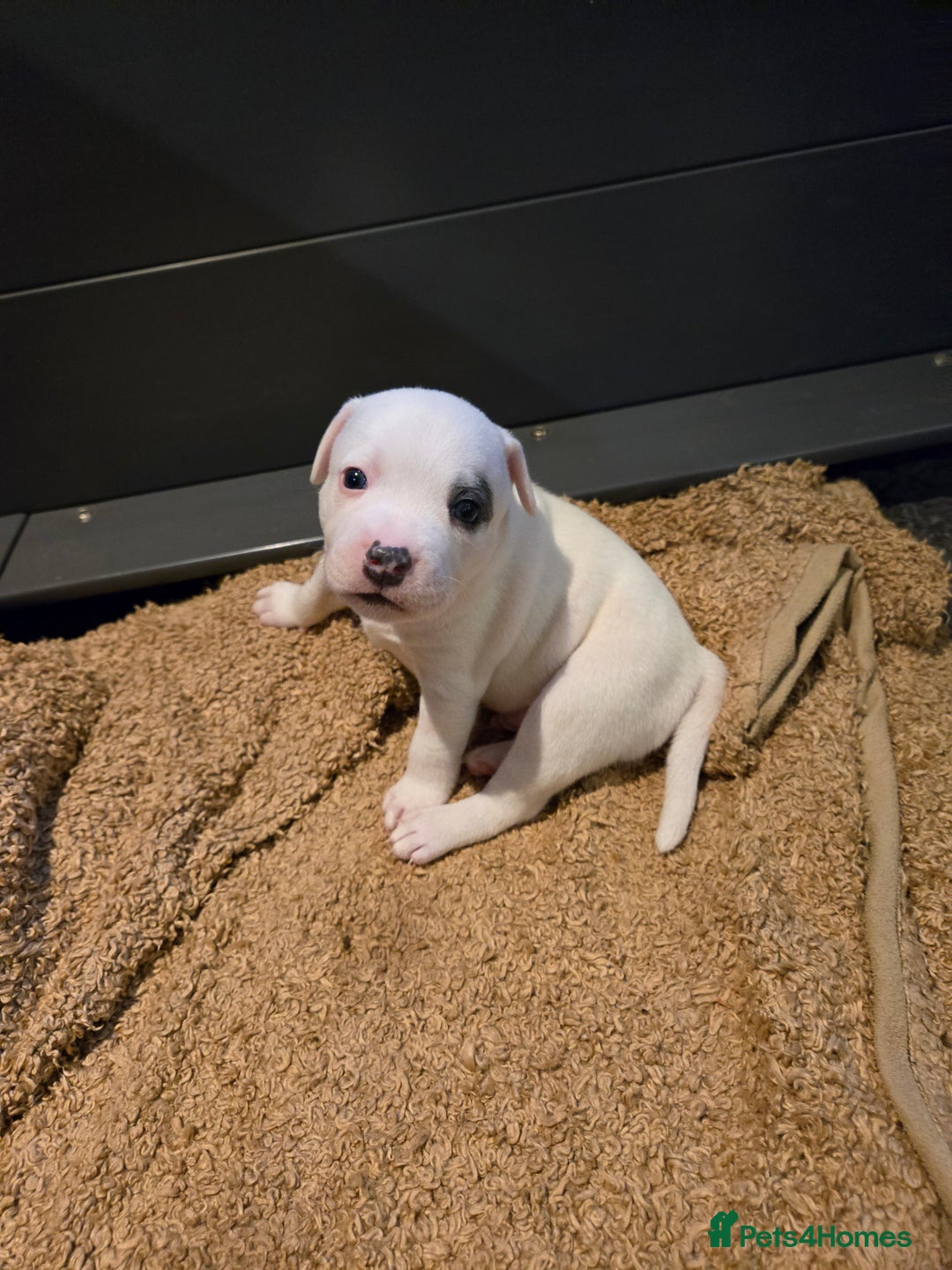 Staffordshire Bull Terrier dogs for sale: VERY RARE WHITE BLUE PIED & BLUE/WHITE SBT'S - Image 7