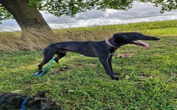 Mixed Breed dogs for sale: Saluki greyhound whippet pups - Image 9