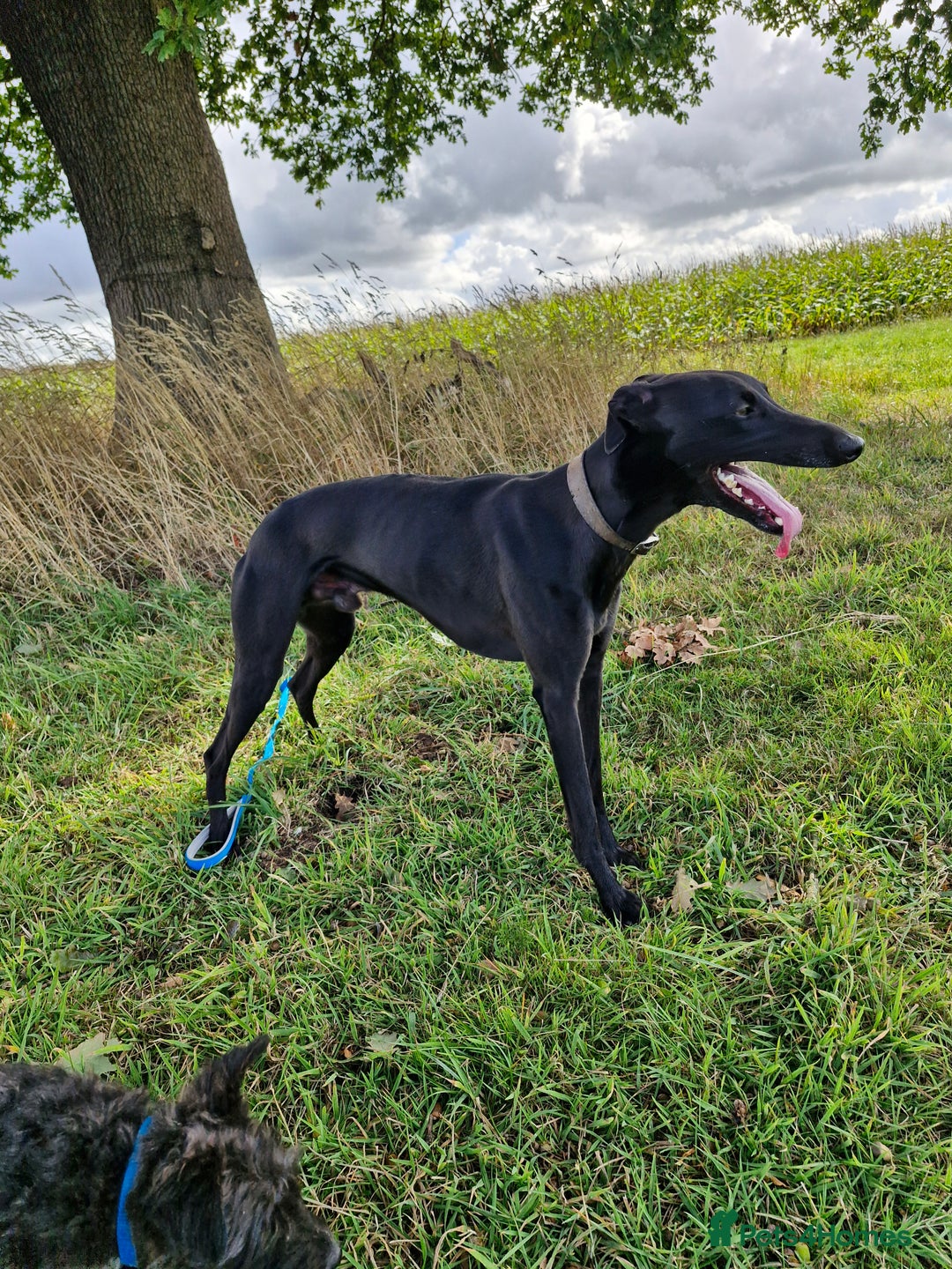 Mixed Breed dogs for sale: Saluki greyhound whippet pups - Image 9