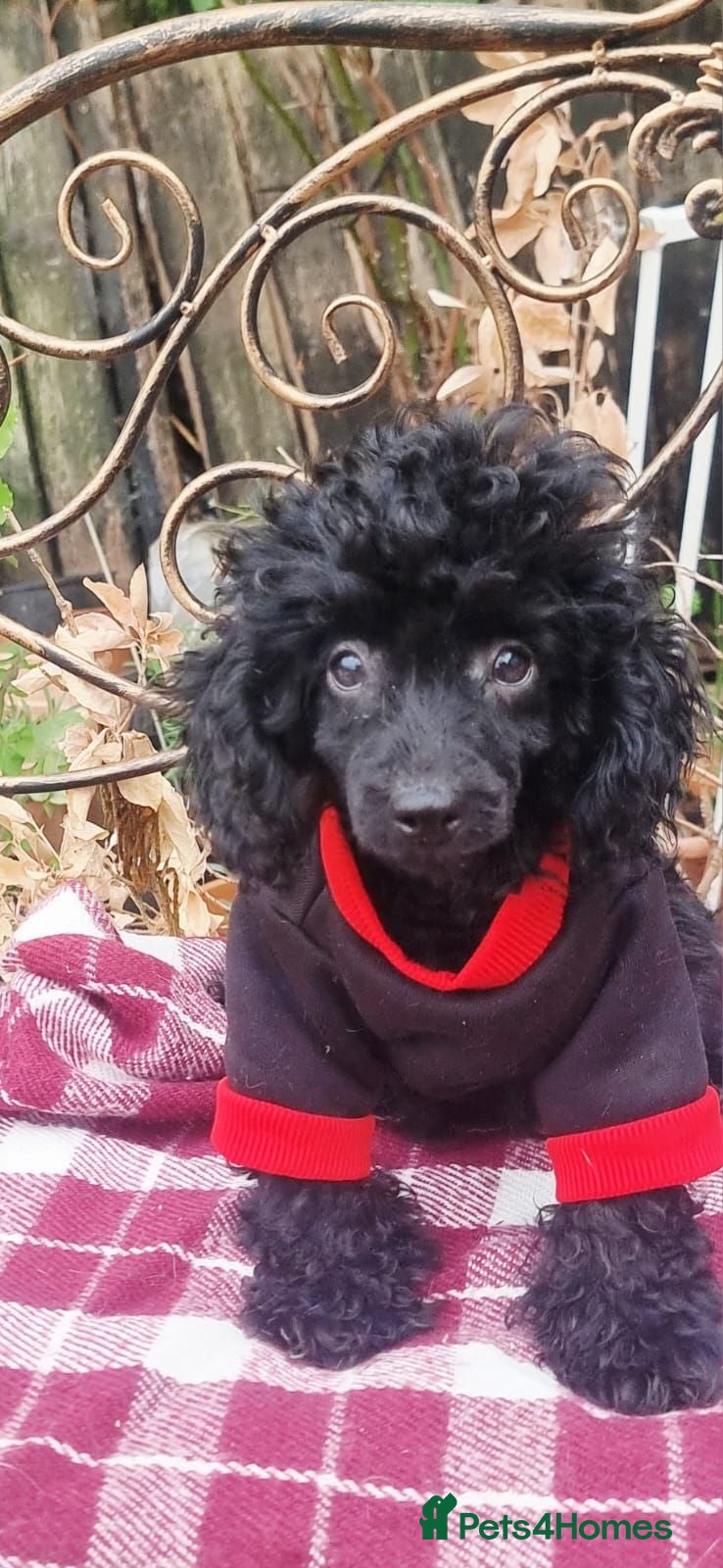 Miniature Poodle dogs Beautiful Miniature Poodle puppies  - Advert 2