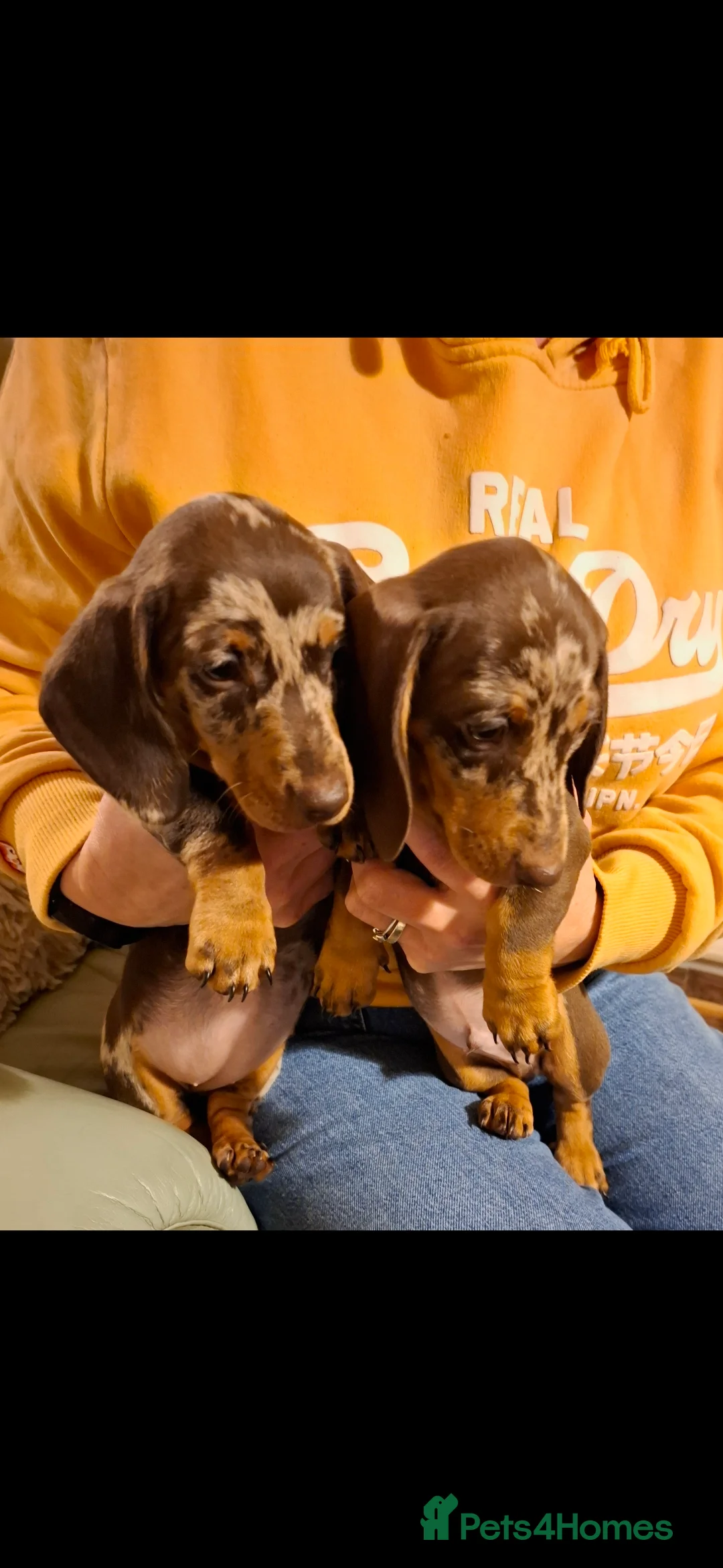 Miniature Dachshund dogs for sale: Miniature Dachshund smooth pups for sale ready now - Advert 1