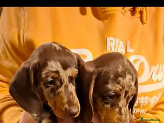 Miniature Dachshund dogs Miniature Dachshund smooth pups for sale ready now - Advert 1
