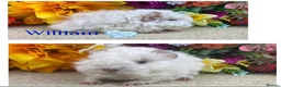 Guinea Pig rodents for sale: Pedigree Lunkarya/Blue/ Dalmation Guinea pigs  - Advert 9