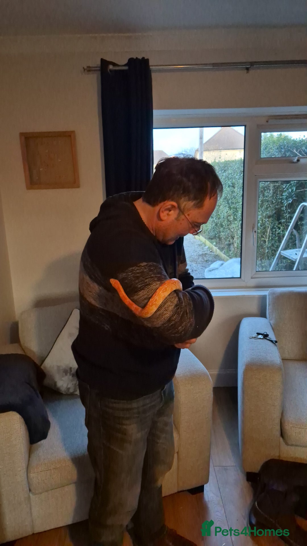 Corn Snake reptiles for sale: Corn snake and enclosure - Advert 3