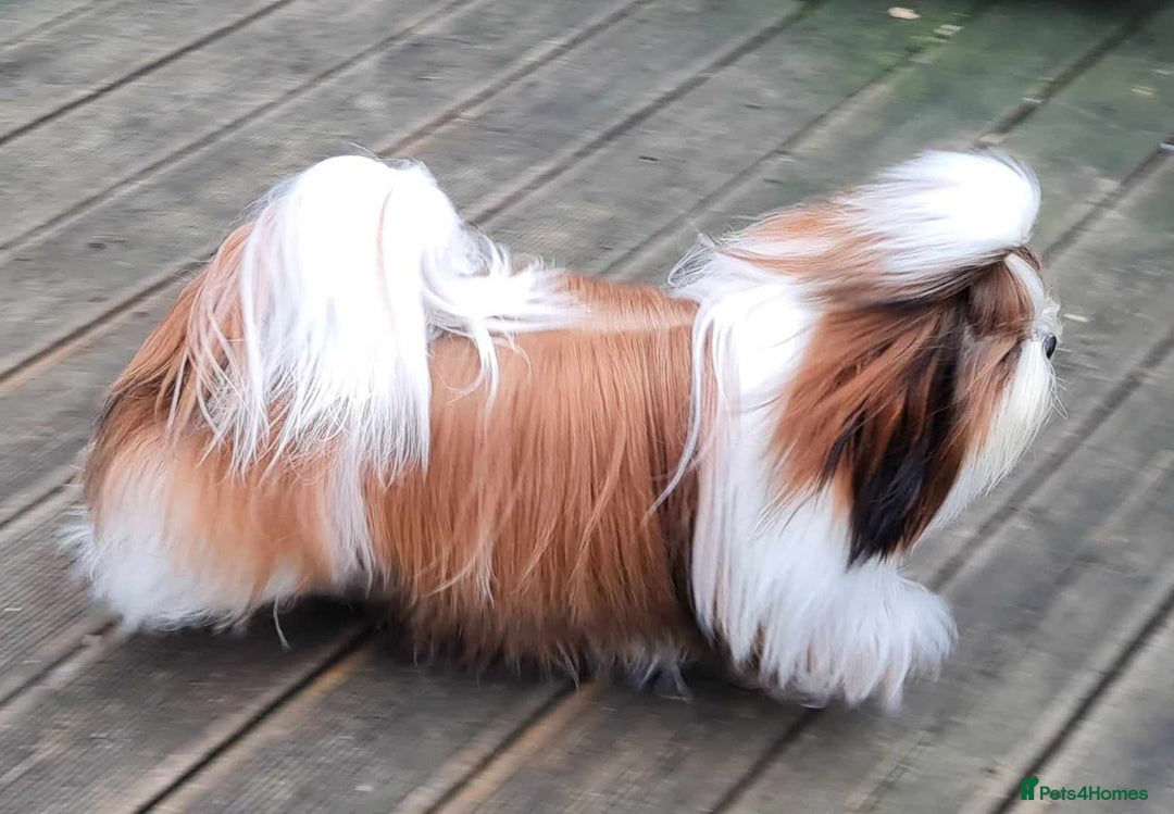 Shih Tzu dogs for stud: Balkan Grand Champion Sired Shih Tzu for Stud. in Dukinfield - Image 7