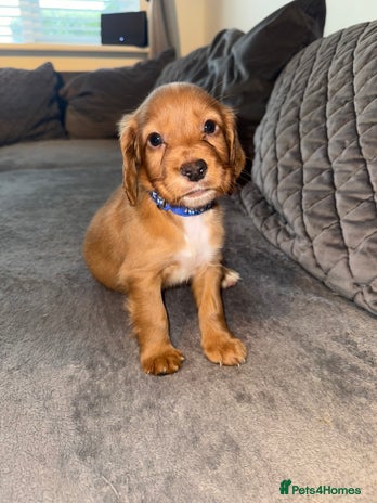 Cocker Spaniel dogs - Advert 1