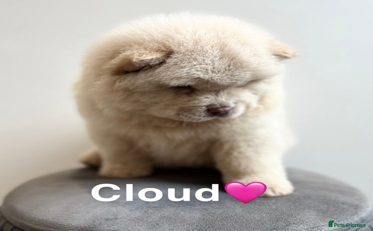 Chow Chow dogs - Advert 13