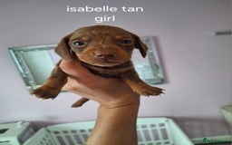 Miniature Dachshund dogs for sale: 💖 Adorable tiny miniature dachshund pups 💖 - Image 4