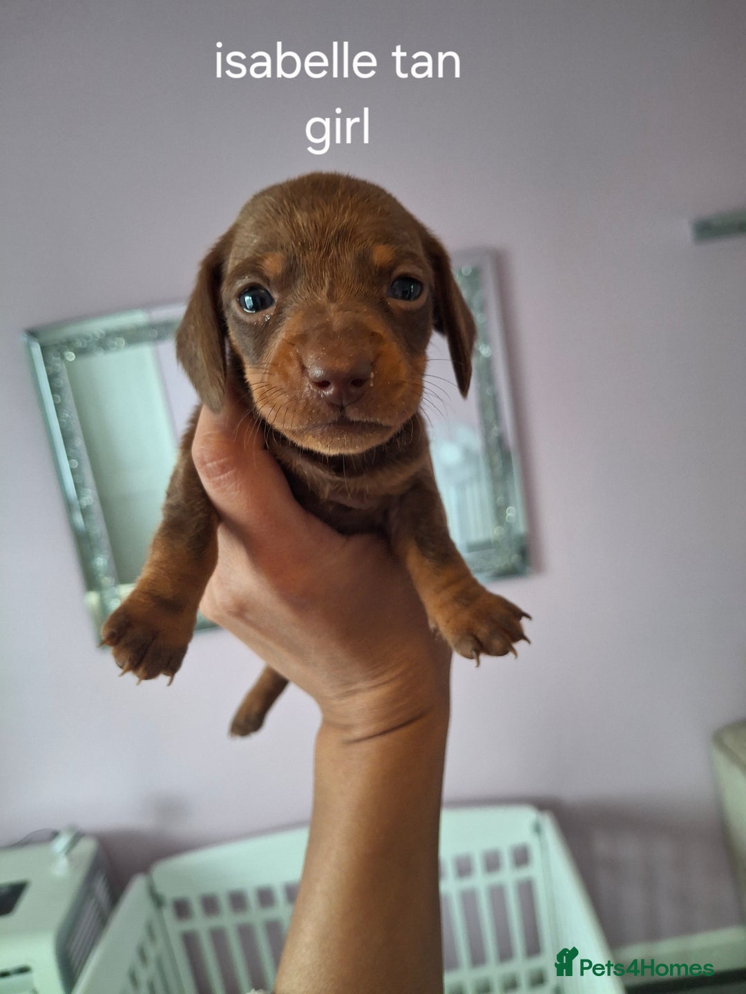 Miniature Dachshund dogs for sale: 💖 Adorable tiny miniature dachshund pups 💖 - Image 4