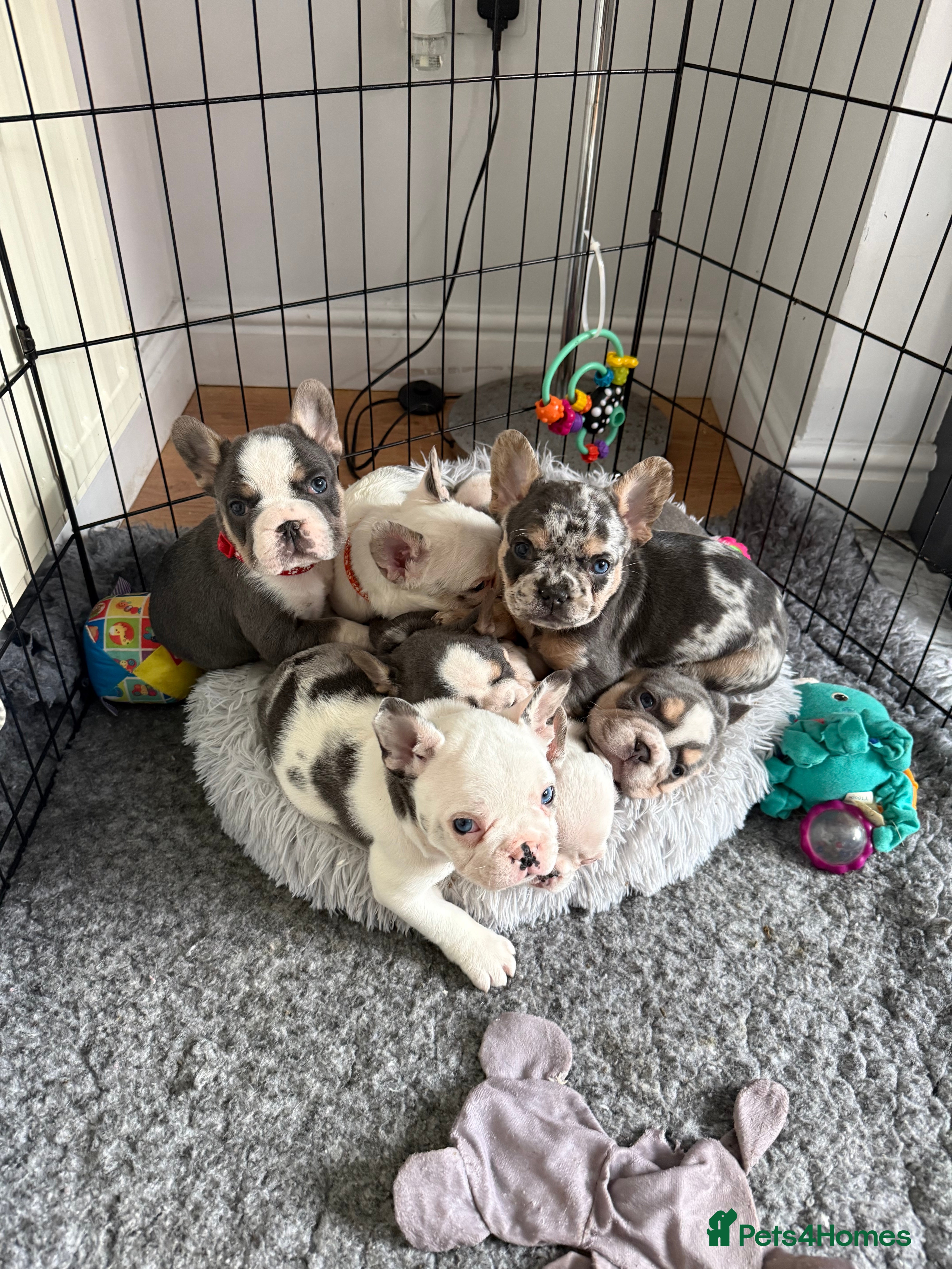 French Bulldog dogs LAST MALE LEFT beautiful KC reg French Bulldog - Advert 11