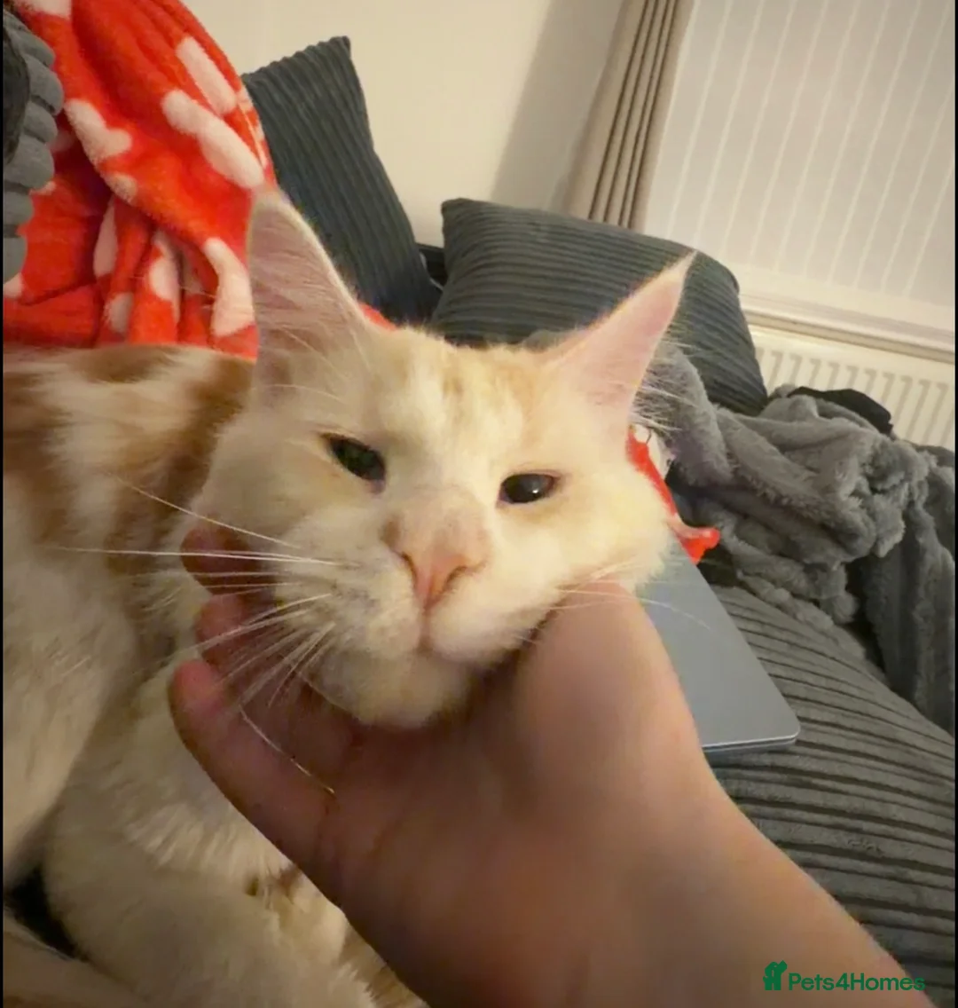 Maine Coon cats for sale: Maine Coon Rehome in Liverpool - Advert 2