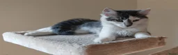 Domestic Shorthair cats for sale: Graceful and playful brothers - Advert 3