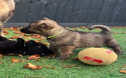 German Shepherd dogs for sale: German Shepherd Puppies, Ready to leave next week - Image 34
