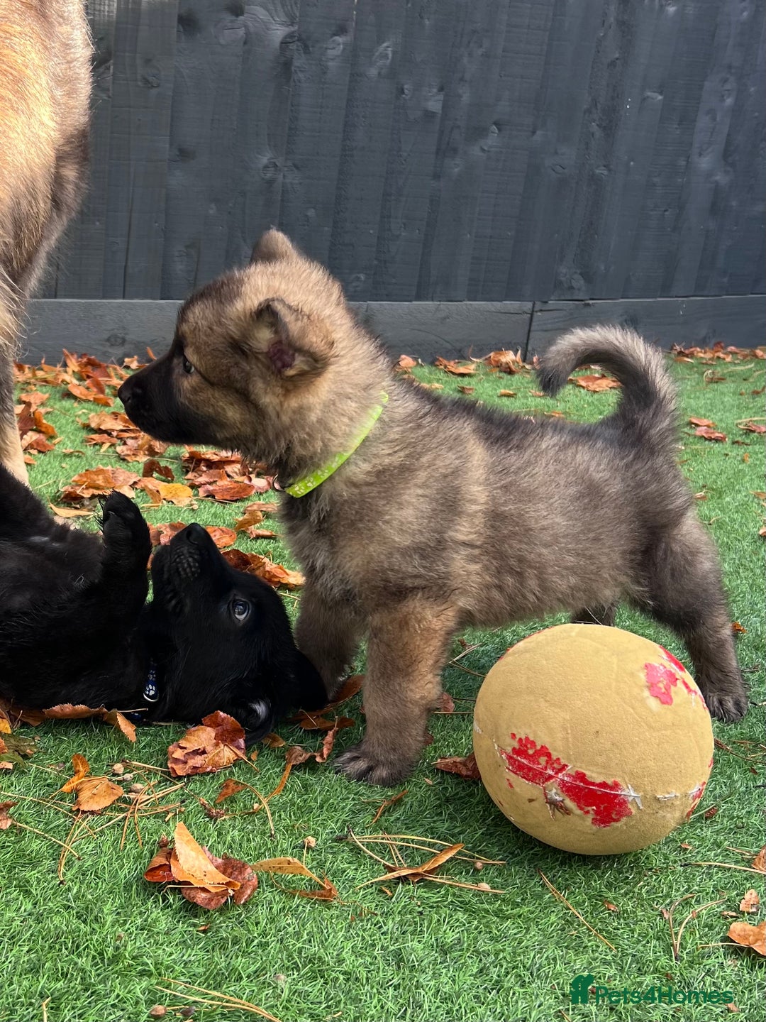 German Shepherd dogs for sale: German Shepherd Puppies, Ready to leave next week - Image 34