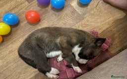 Mixed Breed dogs for sale: Lurcher x German Shepard puppies forsale - Image 26