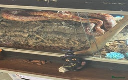 Snake reptiles for sale: Collection of snakes - Image 4