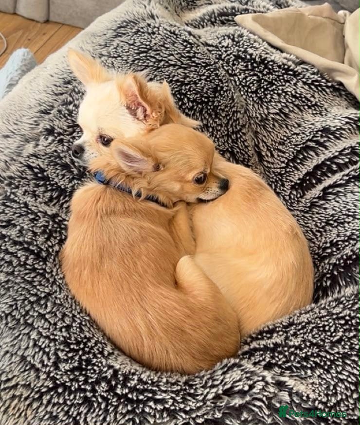 Chihuahua dogs Two Gorgeous Long-Haired Male Chihuahua Puppies - Advert 1